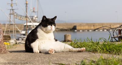 Comedy Pet Photography Awards finalists announced